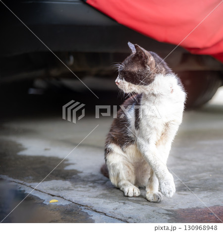 A black and white cat looks at the side. Selective focus 130968948