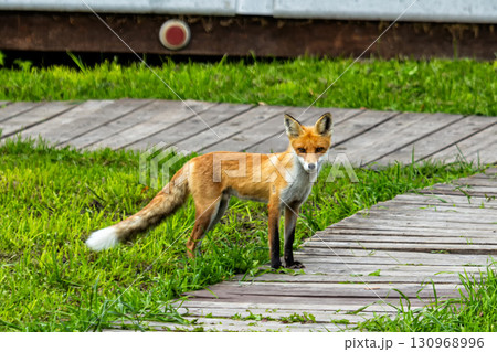 A fox in the countryside A fox in the countryside 130968996