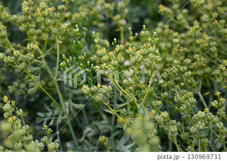 Macro of Common Rue (Ruta graveolens) showcasing its unusual yellow petals and green capsule-like centers. A striking medicinal herb captured in vivid detail in the Western Cape, South Africa 130969731