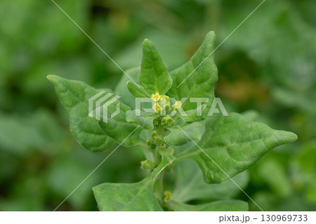Spinach, known as Spinacia oleracea, with small yellow flowers, macro, selective focus. The leaves are dark green. Spinach, known as Spinacia oleracea, with small yellow flowers, macro, selective focus. The leaves are dark green. 130969733