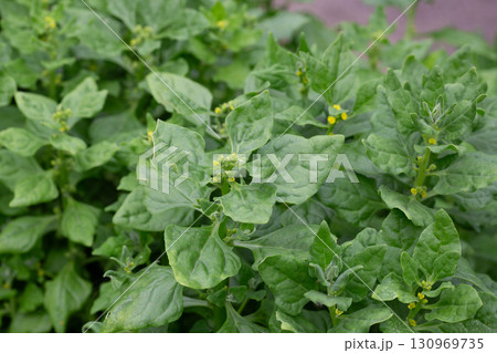 Spinach plants almost ready to harvest, top view. Known as Spinacia oleracea or Heirloom Spinach, Bloomsdale Long Standing. Dark green leaves. Plants planted early spring in organic rooftop garden. 130969735