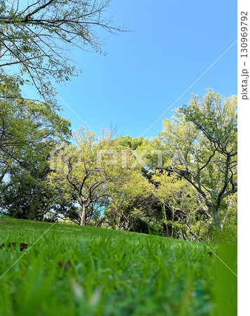 朝の芝生公園 朝の芝生公園 130969792