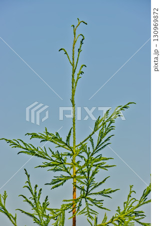 Young Conifer with Blue Sky 130969872