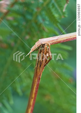Broken Fern Branch 130969897