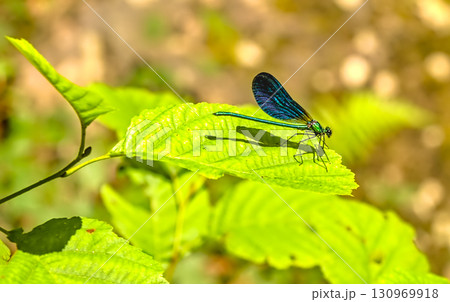 Blue-Green Dragonfly on Green Leaf Blue-Green Dragonfly on Green Leaf 130969918