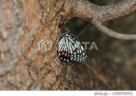 アカボシゴマダラ 130970001