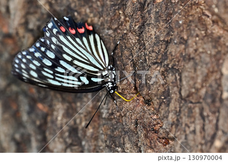 アカボシゴマダラ 130970004