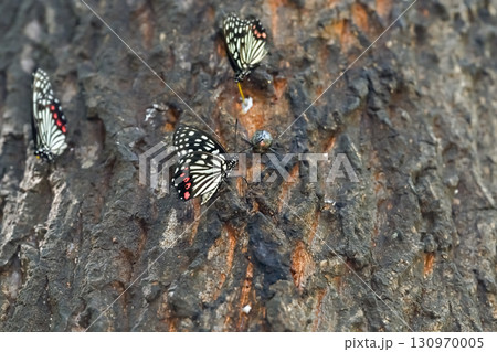 アカボシゴマダラ 130970005