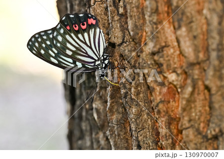アカボシゴマダラ 130970007