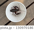ザリガニ 130970186