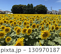ひまわり畑 130970187