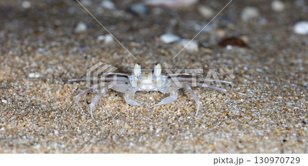 crab on the beach, night shooting by the ocean 130970729