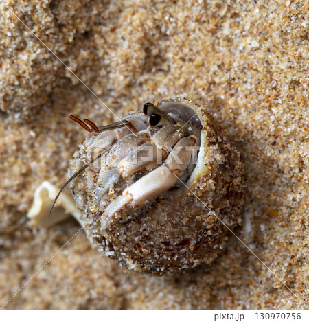 crab on the beach, night shooting by the ocean crab on the beach, night shooting by the ocean 130970756