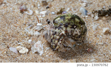 crab on the beach, night shooting by the ocean crab on the beach, night shooting by the ocean 130970762
