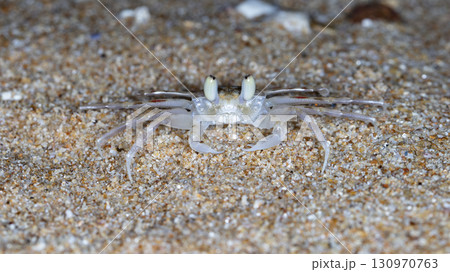 crab on the beach, night shooting by the ocean 130970763