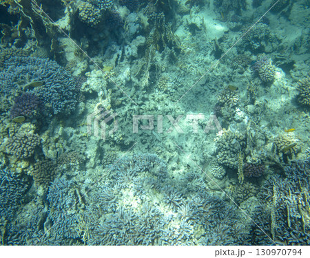 sea fish, coral reef, underwater 130970794