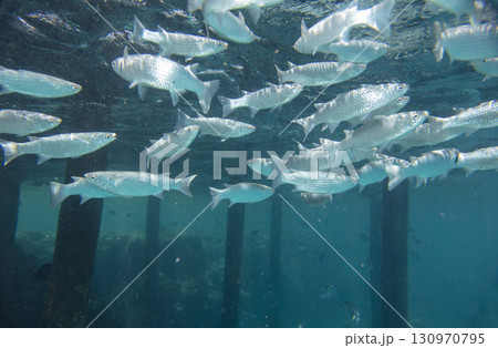 sea fish, coral reef, underwater 130970795
