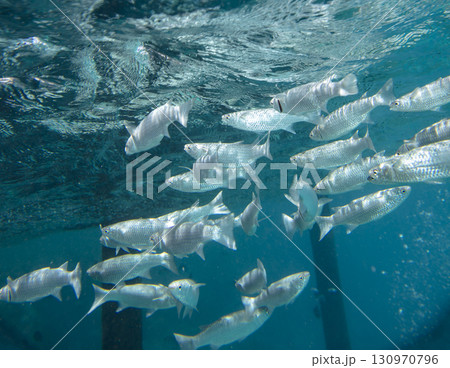 sea fish, coral reef, underwater 130970796