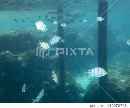 sea fish, coral reef, underwater 130970798