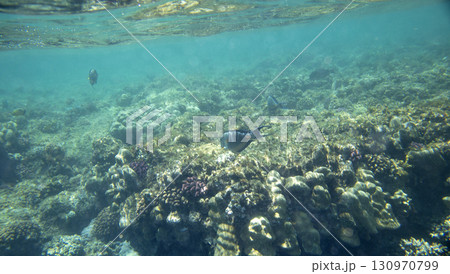 sea fish, coral reef, underwater 130970799
