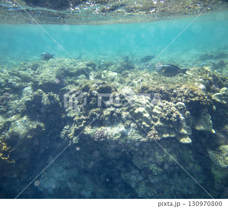 sea fish, coral reef, underwater sea fish, coral reef, underwater 130970800