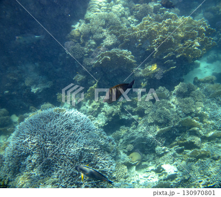 sea fish, coral reef, underwater 130970801
