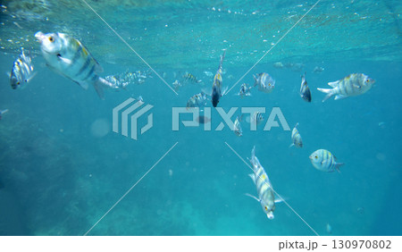 sea fish, coral reef, underwater 130970802