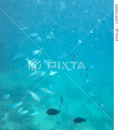 sea fish, coral reef, underwater 130970809