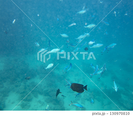 sea fish, coral reef, underwater 130970810