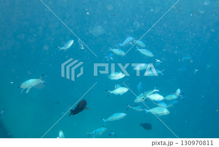 sea fish, coral reef, underwater sea fish, coral reef, underwater 130970811
