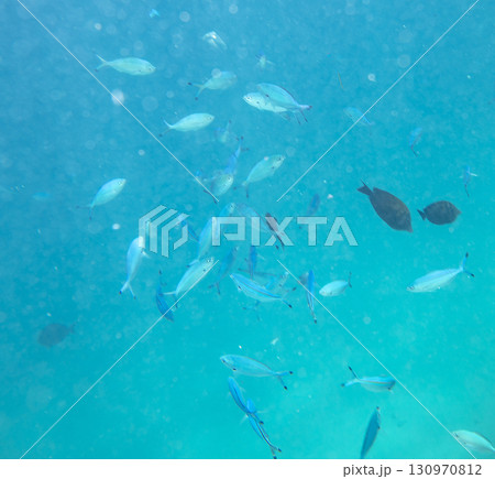 sea fish, coral reef, underwater sea fish, coral reef, underwater 130970812