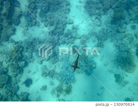 sea fish, coral reef, underwater sea fish, coral reef, underwater 130970814