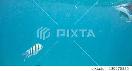 sea fish, coral reef, underwater sea fish, coral reef, underwater 130970820