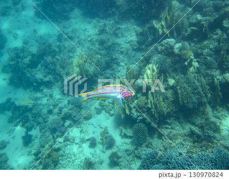 sea fish, coral reef, underwater 130970824
