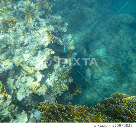 sea fish, coral reef, underwater sea fish, coral reef, underwater 130970828