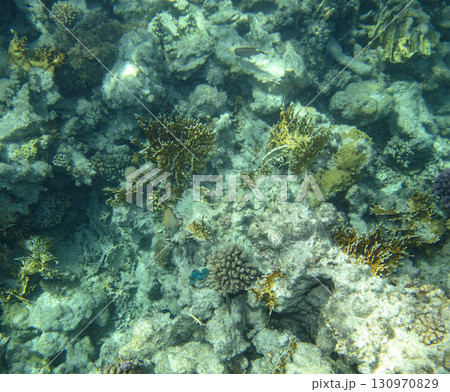 sea fish, coral reef, underwater 130970829