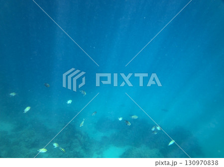 sea fish, coral reef, underwater sea fish, coral reef, underwater 130970838