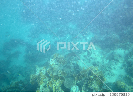 sea fish, coral reef, underwater 130970839