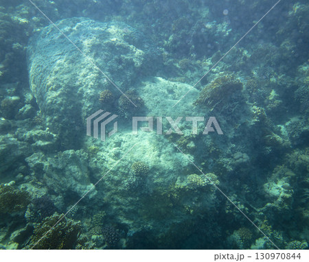 sea fish, coral reef, underwater 130970844