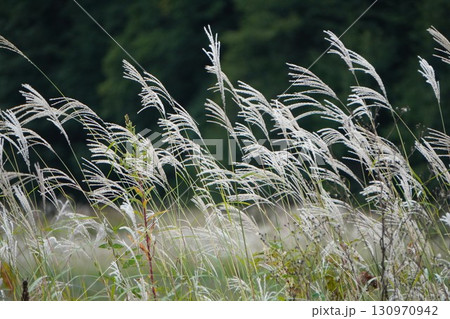 秋のススキの穂が風になびく 130970942
