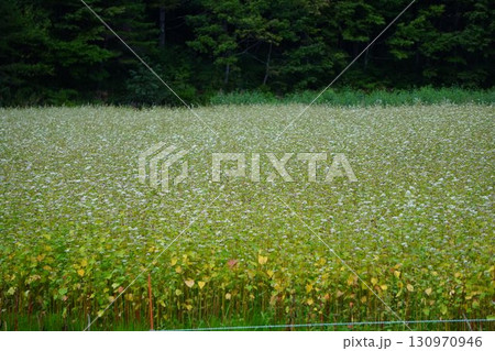 白い花が咲いた蕎麦畑 白い花が咲いた蕎麦畑 130970946