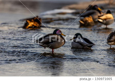 A group of ducks wade and rest in gently flowing water, bathed in golden hour light, with one iridescent-headed duck standing on one leg in the foreground. 130971005