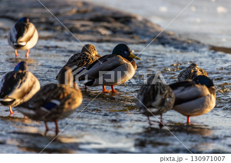 A group of ducks wade and rest in gently flowing water, bathed in golden hour light, with one iridescent-headed duck standing on one leg in the foreground. A group of ducks wade and rest in gently flowing water, bathed in golden hour light, with one iridescent-headed duck standing on one leg in the foreground. 130971007