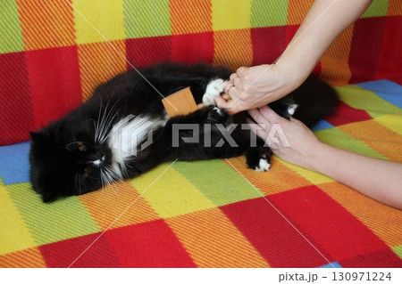 Mistress combing her cat. Taking care of domestic pet Mistress combing her cat. Taking care of domestic pet 130971224