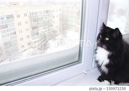 Beautiful black cat looking out window behind which snowy winter. Snow fell outside window 130971230