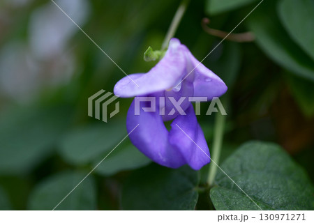 コクリアサンツス・カラカラ 130971271