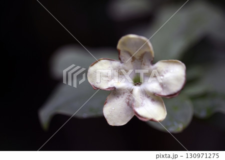 ブルンフェルシア・ニティダ　ニオイバンマツリ 130971275