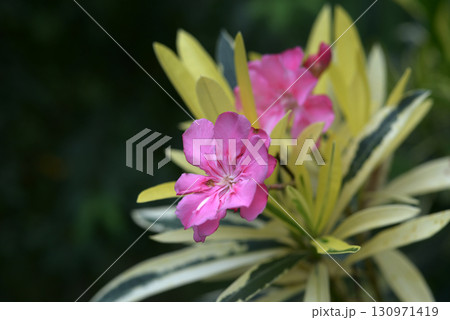 キョウチクトウ 130971419