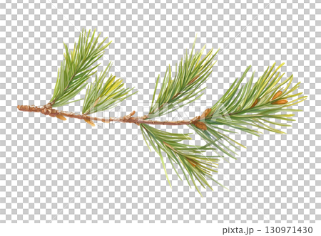 Detailed Illustration of a Pine Branch Showing Green Needles and Pine Cones 130971430