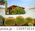 Round golden barrel cacti, Echinocactus grusonii are prominently displayed in front of a white stucco house on Lanzarote, Spain 130971614